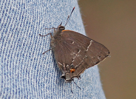 White M Hairstreak